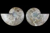 Agatized Ammonite Fossil - Madagascar #135271-1